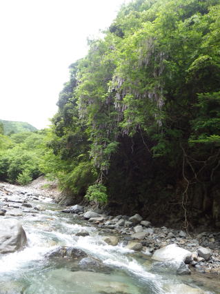 野藤